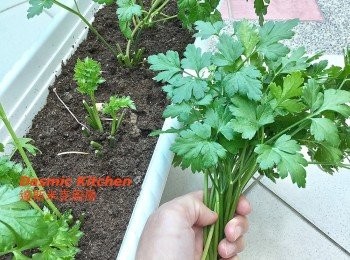 step2: 多採摘作料理 (由最外圍的莖梗底部開始剪下採摘！），可同時促進新芽萌發！