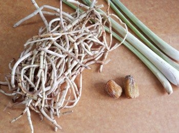 step1: 將魚腥草及香芧洗淨，備用。