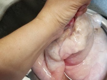 step1: 豬肺可以叫檔主代為沖洗血水,如不能買到已沖洗的豬肺,回家用水喉插在豬肺喉嚨部位,開水沖至沒有血水,豬肺變白色即可