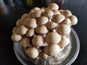step1: 鴻喜菇
