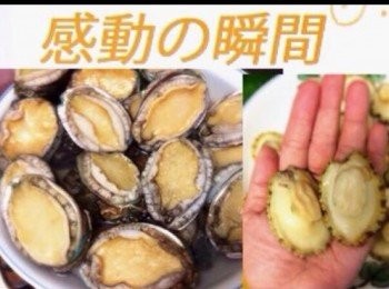 step2: 將鮑魚連殼蒸熟，約8分鐘。
蒸熟後立即放入熟冰水冷卻，後去殼及去除內臟 。用熟凍水洗淨，放進玻璃器皿內 ，放入雪櫃待用。