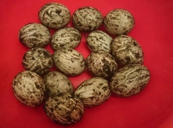 step2: 鹹蛋刮去外面石灰後清洗好, 將鹹蛋白和鹹蛋黃分開放雪櫃待用