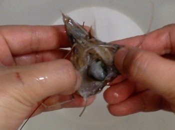 step3: 之後用手分開蝦頭會看見黑色的袋袋，這就是沙囊