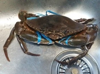 step1: 買左佢返嚟梗係要洗白白擦乾淨啦！