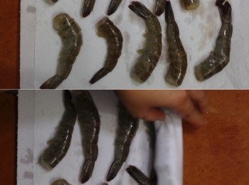 step9: 蝦身處理好後，放上廚房紙，卷好後放入雪櫃備用