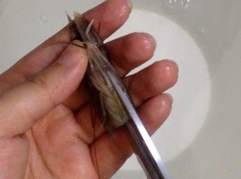 step2: 從蝦頭下面的觸鬚中間，用剪刀剪開（別剪太深，會刺穿沙囊）