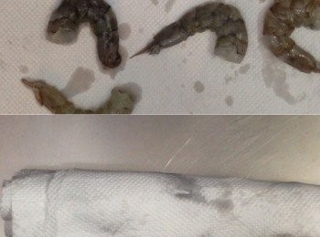 step3: 處理好的蝦子放在廚房紙上卷好，放入雪櫃備用