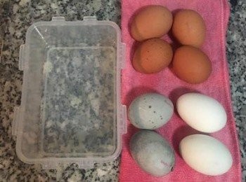 step1: 取一便當盒，抹上少許香油； 皮蛋先蒸五分鐘，以免中間糊糊的，不好切也會影響成品的美觀。