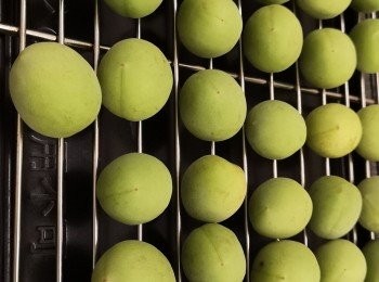 step5: 我選用風扇和冷氣風乾梅子, 時間約三小時, 如選用自然風乾, 請自行感覺梅是否乾透。