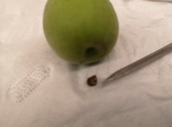 step3: 用竹簽或尖的工具挑去梅黑色果蒂。