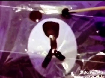 step4: 編出一張大約6吋Line Bear圖畫出來，然後放上一張透明膠片用已座溶的黑朱古力同白朱古力畫出眼、鼻及耳，雪1小時待用