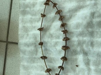 step3: 待種子枝條(花莖)完全乾枯至深咖啡色！將整支枝條剪下！