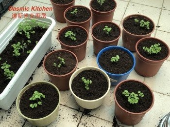 step15: C. ❮移盆❯： 待長出四片葉子(兩對)時，即進行❮移盆❯工作