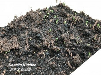 step11: 6/7 種入土中，6/9 即發芽了！發芽速度真是驚人！！