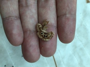 step5: 小心用手指搓揉花萼將種子一粒粒取出。（花苞為唇形小花 環生在花序軸上）