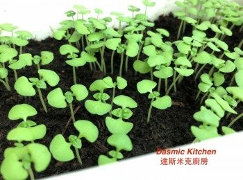 step13: 每天注意濕度及水份添加！放置於溫暖光線充足處，如屋簷底下
(DAY 7)