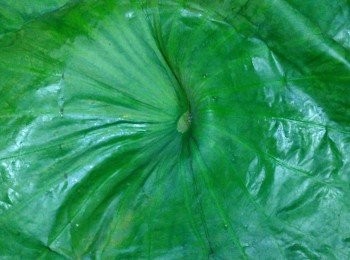 step5: 再撈起打開，荷葉蒂凹下去那一面向上