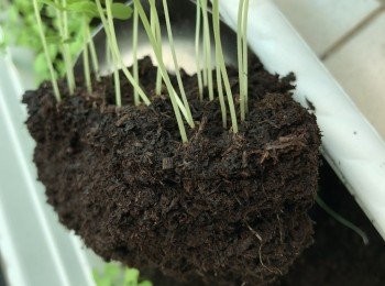 step16: 小心將植株幼苗（連土）一起挖出，儘量不要傷到鬚根，