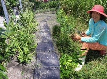 step6: 每一棵香草都細心照顧