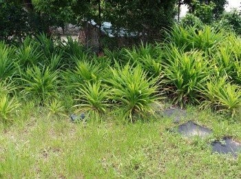 step3: 這一區種香蘭