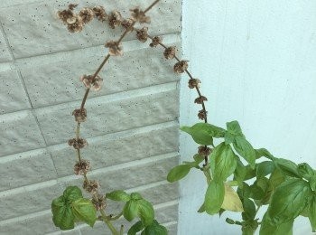 step2: 花朵吃掉植株養份導致整株老化後，葉片會明顯變小，口感也較差，這時等待花朵全部凋謝枯萎即可！