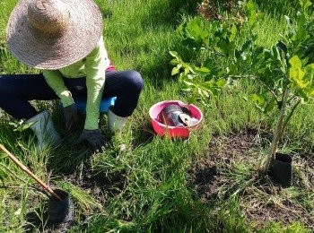 step5: 不施藥 人工除草