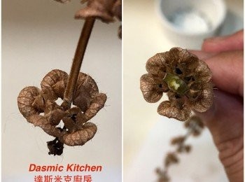 step4: 黑色種子藏在已乾燥的小小花苞內，種子數量約1～6顆不等！