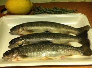 step1: 材料：
日本鱒魚 3條
檸檬 1個(切片)
百里香 數株
Lemon pepper 小許(可用胡椒粉代替)
粗海鹽