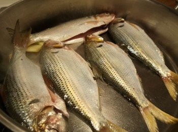 step2: 用少許油抹鑊，再用薑片起鑊煎魚，略煎魚表面。