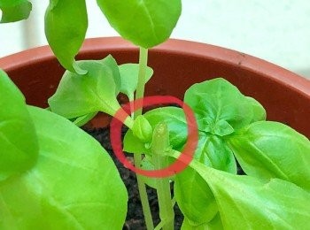 step3: 新枝條會從旁長出... （由底部往上數，在第二節上面剪下）