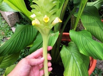 step2: 薑黃花保存方法