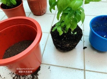 step4: 種植一段時間後，如發現介質表面或盆底露出鬚根，表示盆子內空間已飽合，最好將其分盆或 換大盆栽種，使植株保持最佳狀態！記得常摘芯，避免頂端花苞長出，以免植株過早老化！