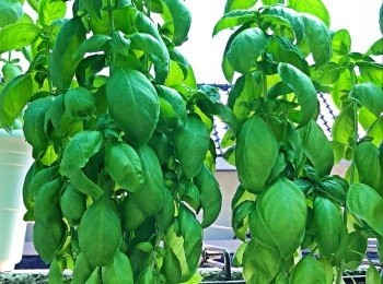 step1: 注意盆內水分乾燥狀況，視情況約1～3天澆水，每次往土裡澆透至水流出！！每天約3-4小時日照！務必放置通風處，隨時注意病蟲害！