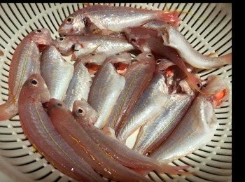 step1: 魚劏好洗乾淨 停乾水