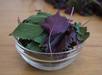 step1: 用十克紫蘇葉加三片生薑洗好, 以五百毫升清水煲十五分鐘，隔渣倒出, 加少許紅糖，清香的紫蘇葉帶少許薑的辛辣，以紅糖的甜味中和一下，清新暖胃
秋涼的早上飲一杯, 份外醒神