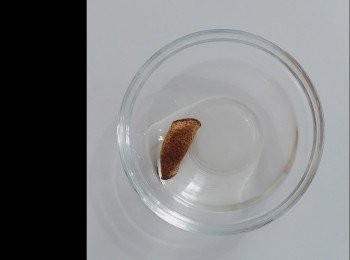 step1: 陳皮用清水浸軟，刮囊。