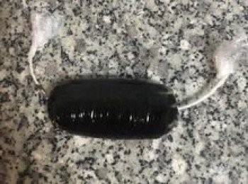 step3: 桌上鋪保鮮膜，將拌好的芝麻内餡倒在保鮮膜上，捲包起來，放冷凍庫15分鐘。