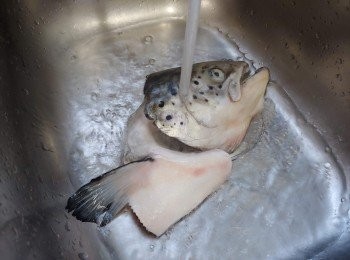 step1: 三文魚頭洗淨；