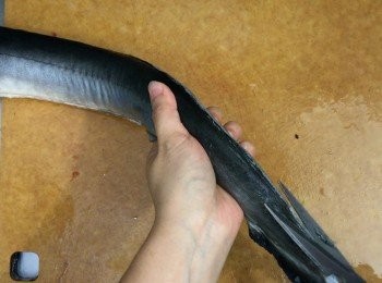 step3: 用剪刀將背部及腹部的魚鰭剪走