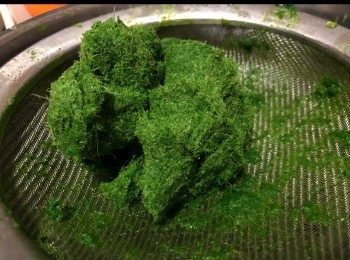 step1: 斑蘭葉8-10片加點水約20-30g
打汁 盡壓出汁出