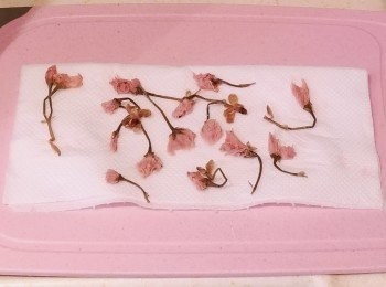 step1: 鹽漬櫻花用水洗淨鹽份後浸半小時，用廚紙吸乾水份備用。