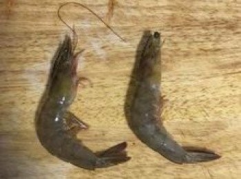 step2: 用剪刀將眼睛之前的部位剪除，並清理頭吧的鬚腳；