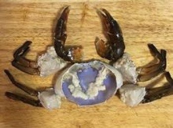step4: 煮粥時，處理螃蟹；將尖鋭的地分先修剪接著翻開蟹殼，
1.去胃，將位於蟹殼的前半部，就是在背殼內部，中上方兩眼之間下的一塊三角形骨質小包。
2.去腮，長在蟹腹部兩邊的東西，又稱「蟹百葉」。
3.除蟹心，位於蟹黃中間。蟹心極寒，呈六角形，又叫「六角肉」，可直接剪除。
4.將蟹分切；<a href="https://bit.ly/2YzwBVG" target="_blank" data-keyword="蟹鉗" class="guide-link"><strong>蟹鉗</strong></a> <span style="display:inline-block;vertical-align:middle;margin-top:-3px;color:initial;border-radius:3px;padding:2px 3px;font-size:12px;line-height:14px;background:#87d300;color:#fff;">即買</span> 蓋布用菜刀拍裂。