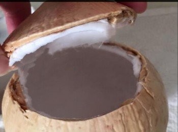 step2: 然後把裂開的圓蓋掀開， 把椰皇水倒出， 並用隔篩把雜質隔掉待用。
