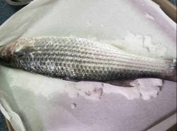 step3: 焗盤上擺入牛油紙，將適量蛋白粗鹽擺在盤內， 放入烏頭魚在蛋白粗鹽面上