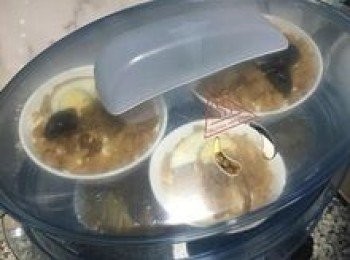 step17: 滾水起蒸30分鐘，蒸好後可用筷子插入碗粿中，如筷子已不沾粉，即表示已蒸熟，便可取出放涼。