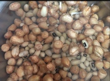 step2: 花生同眉豆用水浸開