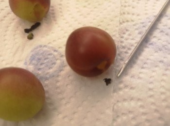 step3: 挑出果蒂，揀出淋肉和花皮的梅，這些不能釀酒。