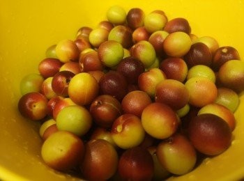 step2: 梅沖洗乾淨後隔去水份，用廚紙抹乾梅表面水份。