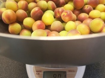 step5: 梅處理後上磅，再決定酒份量和冰糖份量，比例是梅900克的話，酒是900克 ×1.5= 1350ml(酒）, 梅900克 糖是900克×0.5=450克(糖）。